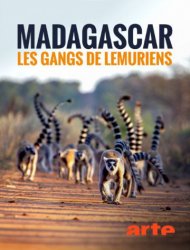 Madagascar : les gangs de lémuriens French Stream